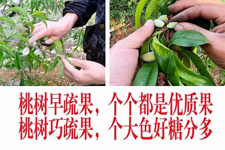 桃树叶子从下往上卷曲,变黄,原因是什么,怎样防治？