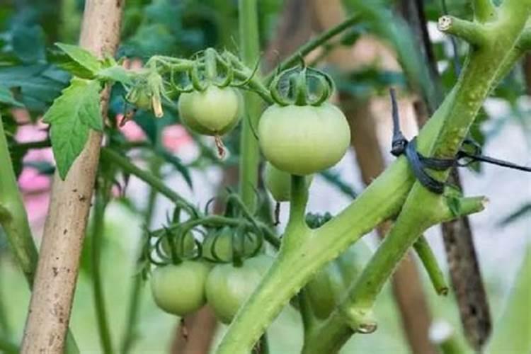 番茄定植时需要冲施肥吗