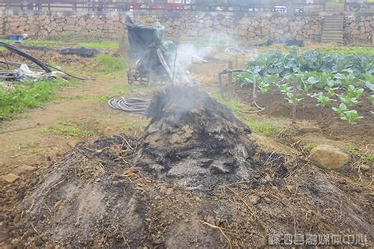 杂草烧成灰是否能做养花肥料吗？