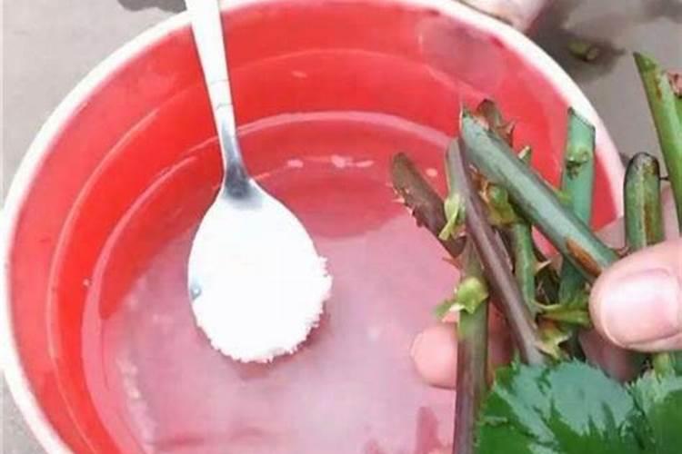 花卉生根用氮肥还是磷肥,花卉施氮肥最好的方法