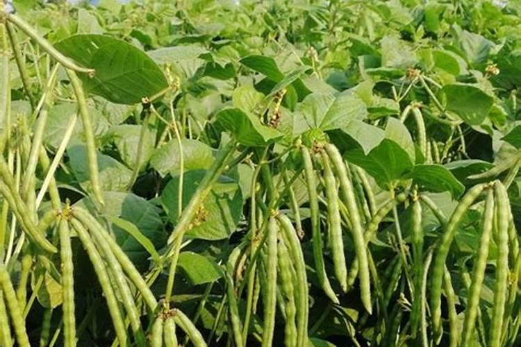种绿豆用什么肥料好