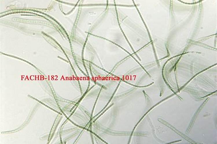 鱼怎么去腥味效果好