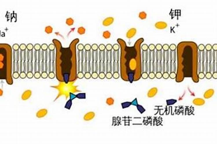 怎么用野草灰制作有机钾肥