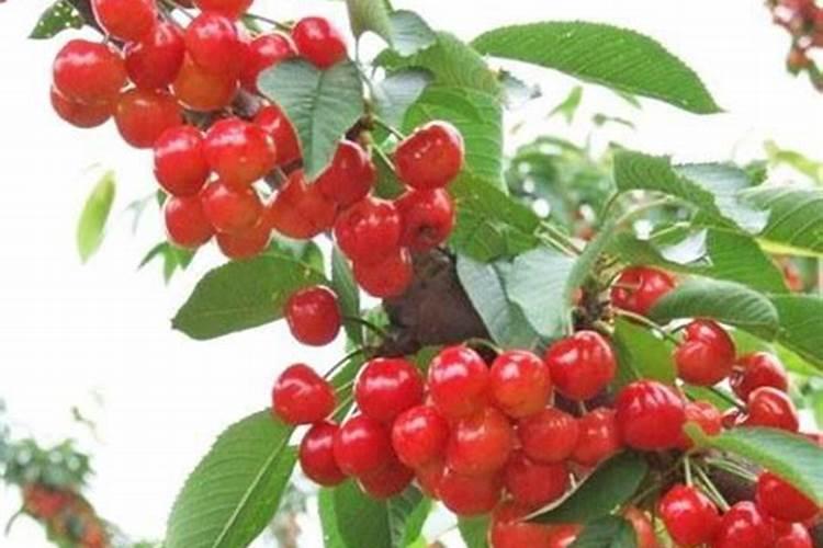 樱桃疏果后可以喷施叶面肥吗？什么叶面肥好？
