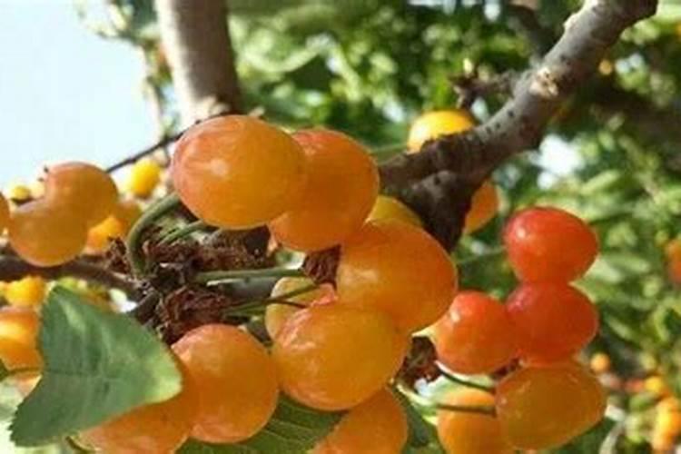 樱桃月子肥用什么肥料