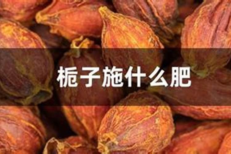 刚买的栀子总发黄？学1招,3天黄叶变绿叶,花朵咕噜噜冒!