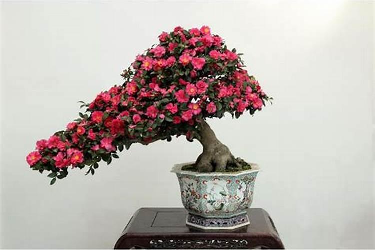 茶花如何施氮肥长得好