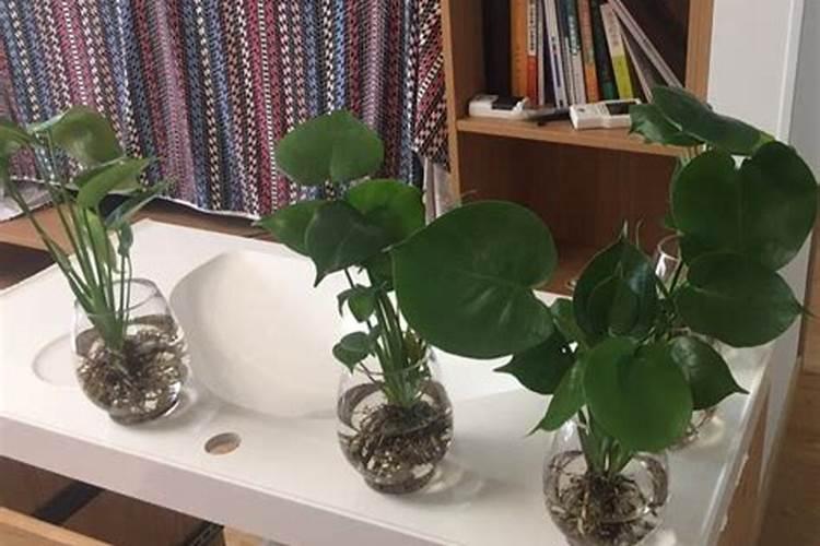 水养花怎样施肥 水栽花可以用什么肥料
