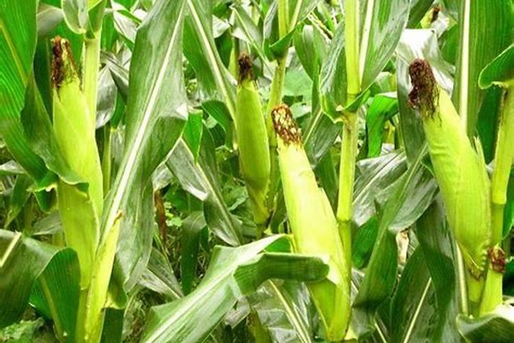玉米受粉时能否喷施叶面肥？
