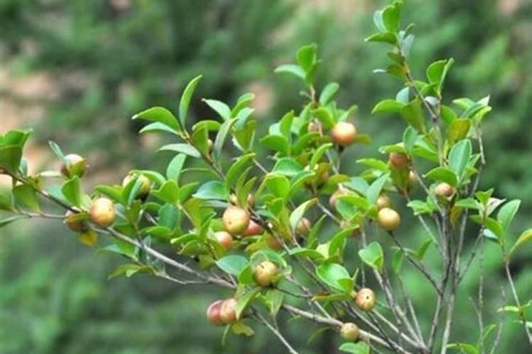 茶子树的种植技术是什么？