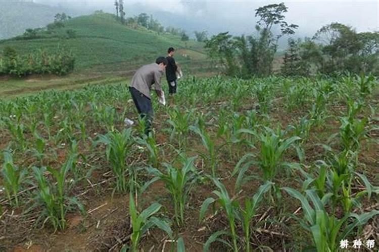 玉米成熟的过程需要施几次肥