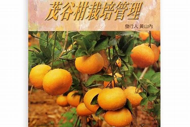 茂谷柑采收后如何管理？