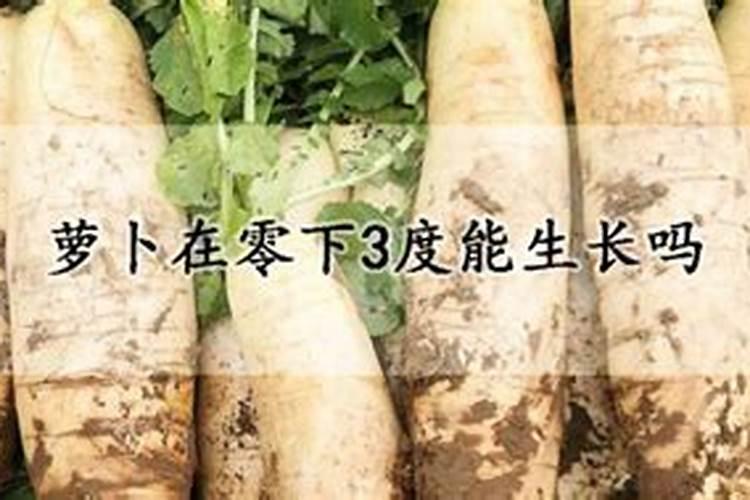 怎样种植萝卜才能使萝卜更大