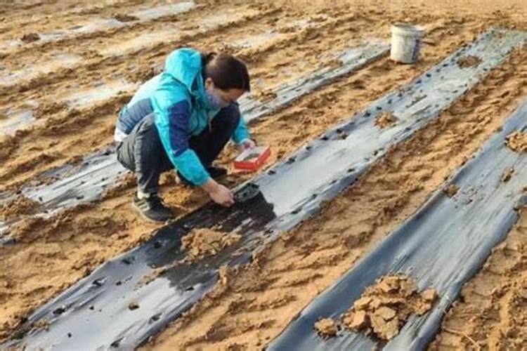 种芝麻用什么肥料