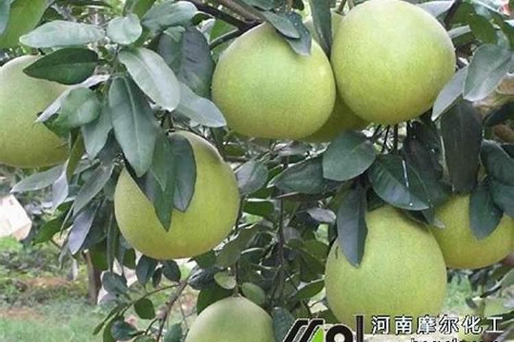 福进门大量元素水溶肥是通用的吗？