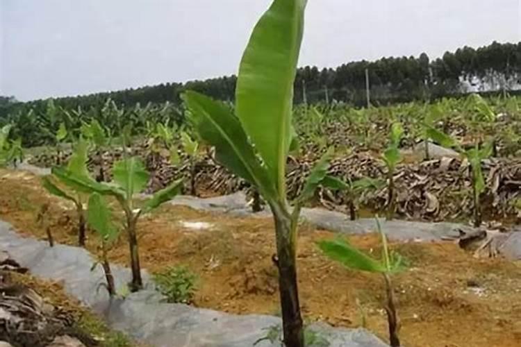 香蕉迟抽蕾怎么办 管理要点简介