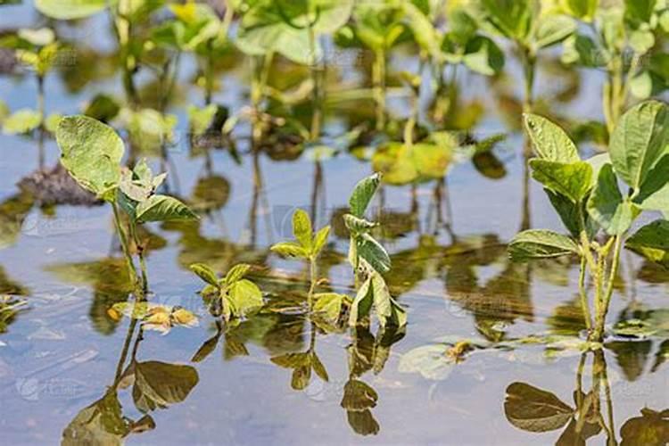 大豆叶子发黄,萎缩是什么原因