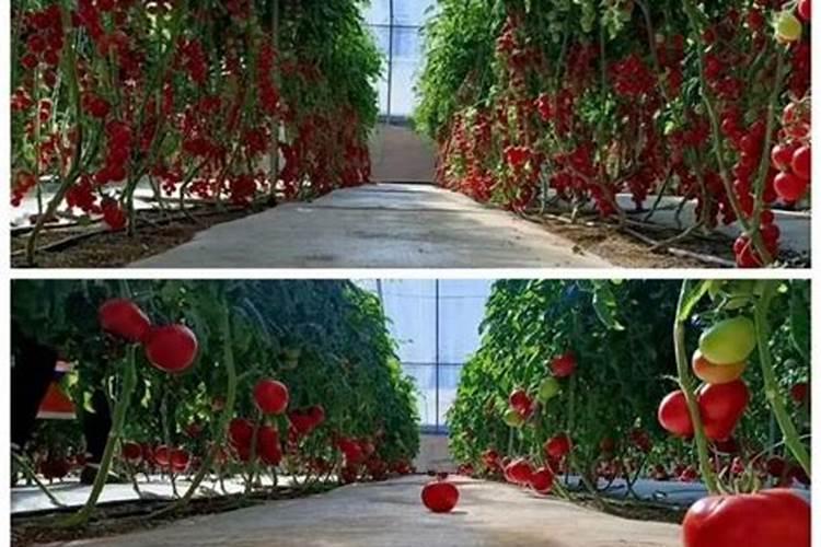 水培植物用什么肥料