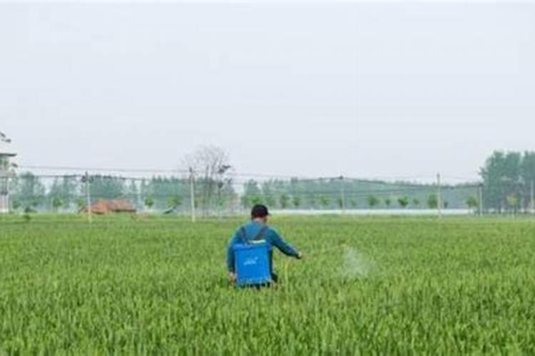 种植氮肥怎么转化