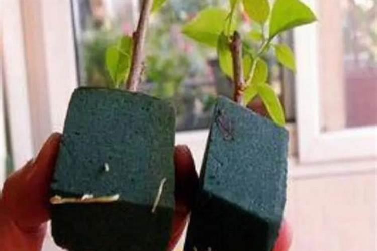 薰衣草和昙花应该怎么养,可放在室内吗？