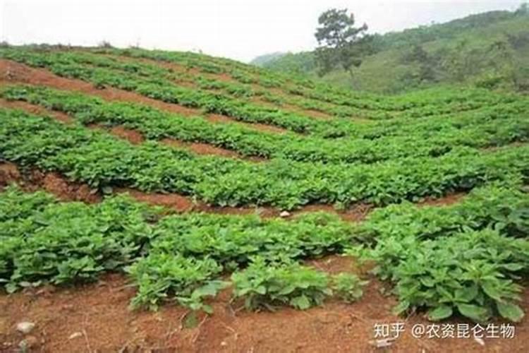 太子参施什么肥
