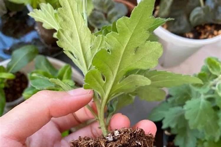 菊花几月份扦插最好,容易成活的扦插时间