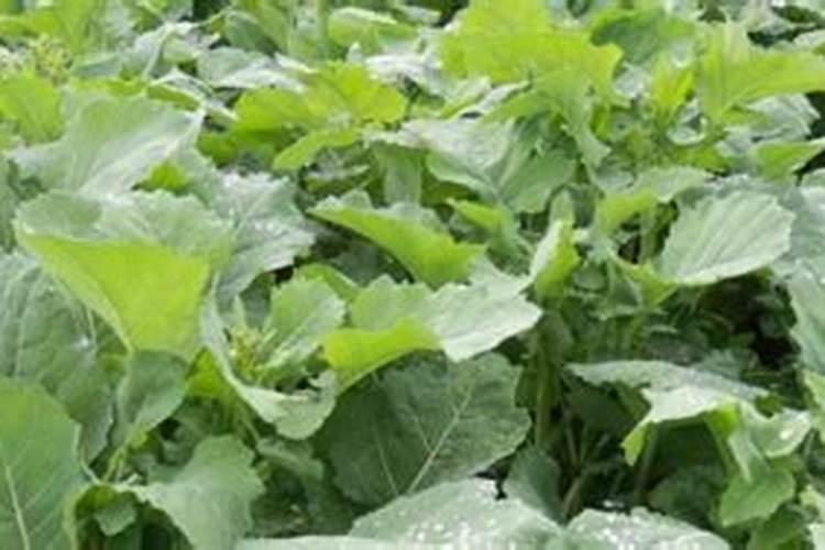 油菜施硼肥要注意什么