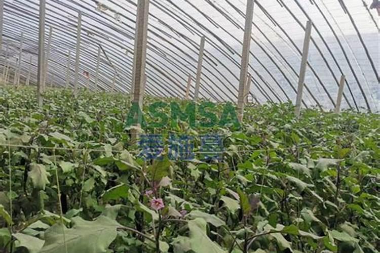 茄子用什么肥料高产