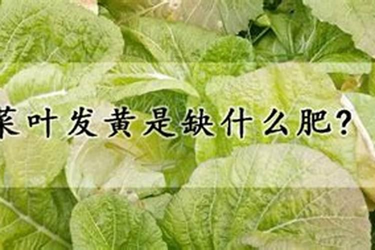 菜叶发黄是缺什么肥？