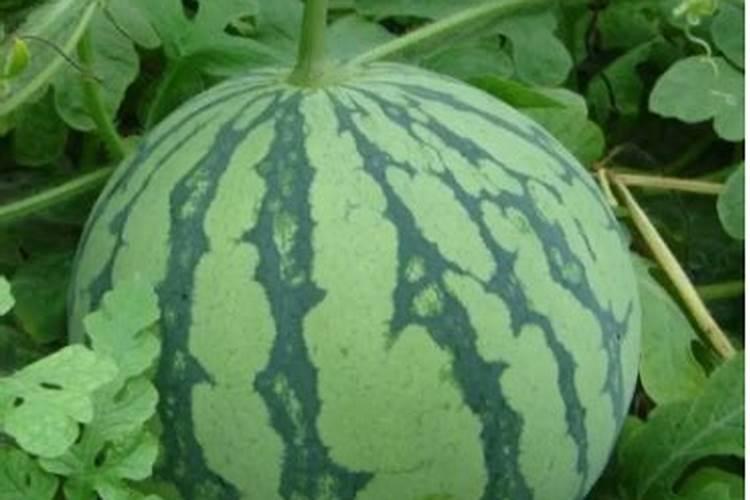 种植西瓜用什么肥料最佳