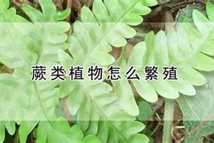 珊瑚蕨的养殖方法和注意事项(如何养好珊瑚蕨)