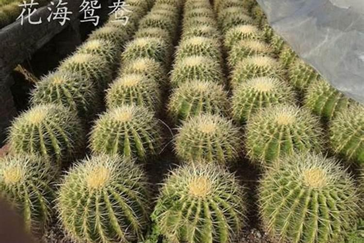 小金虎仙人球多久开花 小金虎仙人球开花时间是多久？