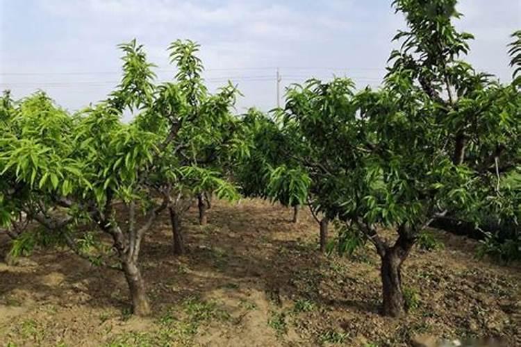 桃树施什么肥料