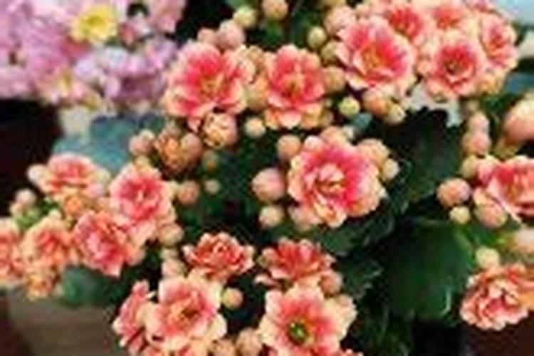 怎样把长寿花养得又矮又壮