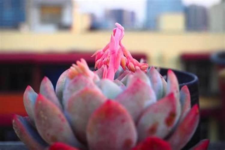 长寿花怎么养才能开花不断？只需注意3点即可