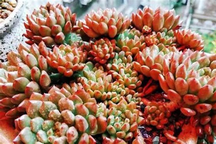 多肉怎么施肥 多肉的施肥方法