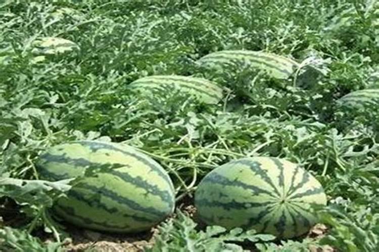 西瓜施肥用什么肥料