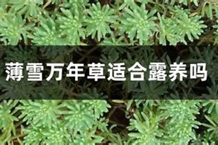 万年草的养殖方法和注意事项
