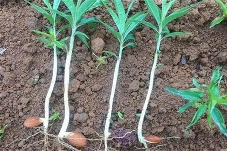 桃树施肥的最佳时间 桃树什么时候施肥最好