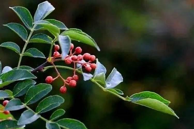 四年的花椒树一年施一次肥料因施肥多少斤？