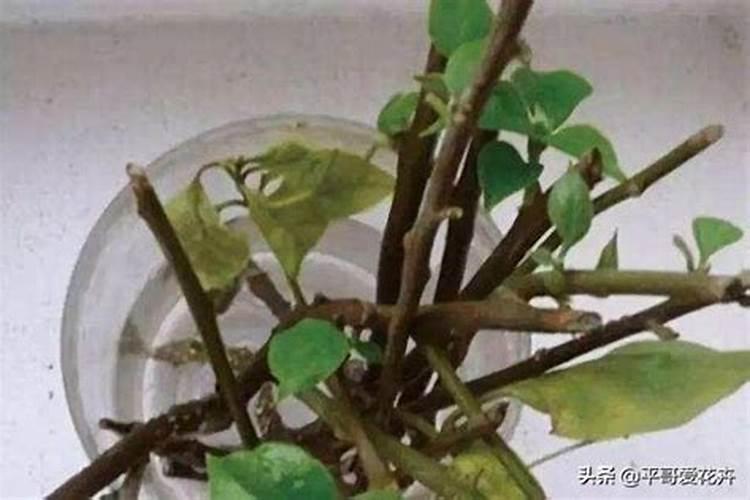 茉莉扦插繁殖后要怎样管理？