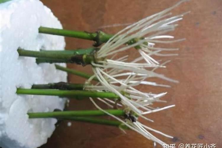 茉莉扦插繁殖后要怎样管理？