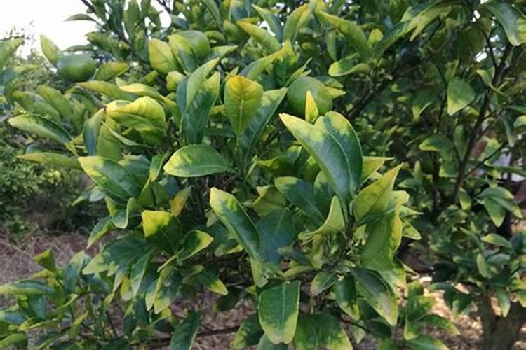 橙子树种植技术
