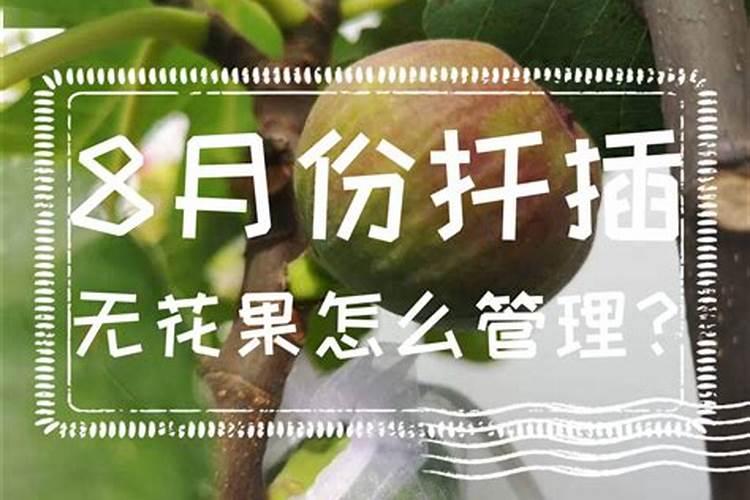 无花果施什么肥料最好