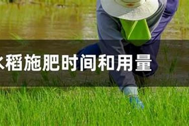 水稻肥料的使用