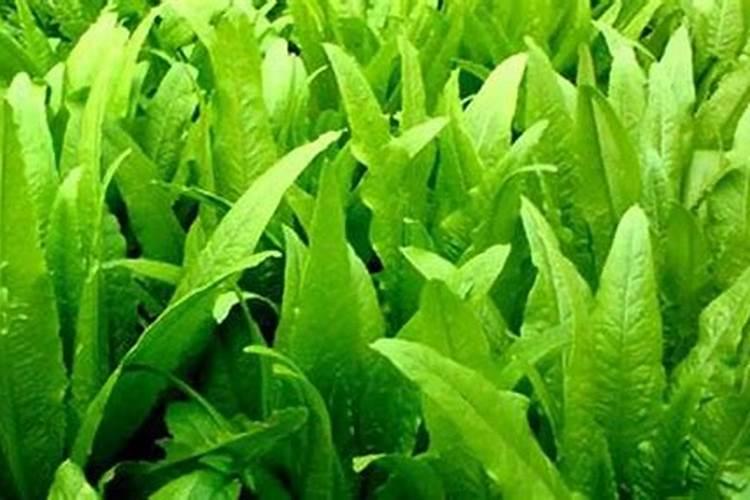 油麦菜种植方法和最佳时间