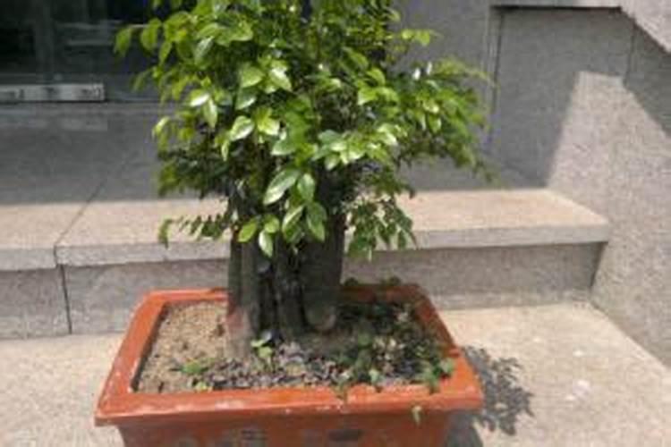 小叶紫檀怎么养护和管理