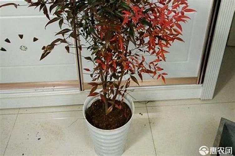 南天竹种子摘下来可以播种吗