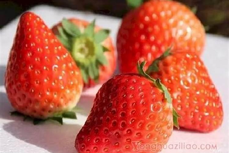 大棚草莓施肥方案,什么时候施肥