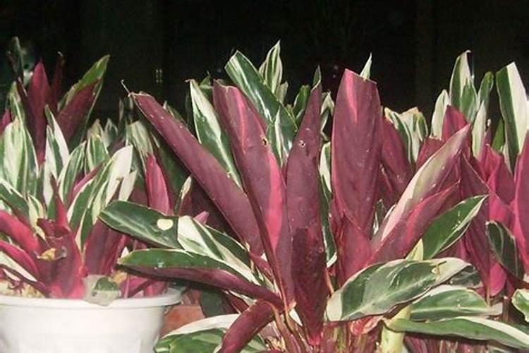 七彩竹芋栽培要注意什么